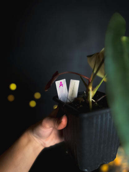 Anthurium Portillae