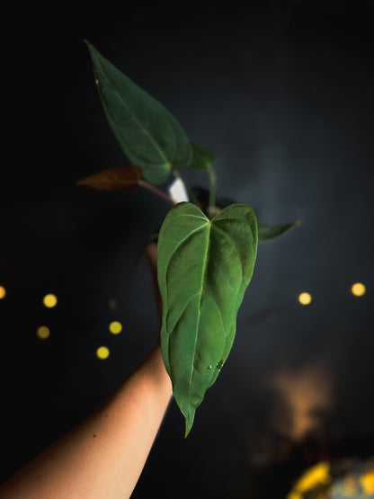 Anthurium Portillae