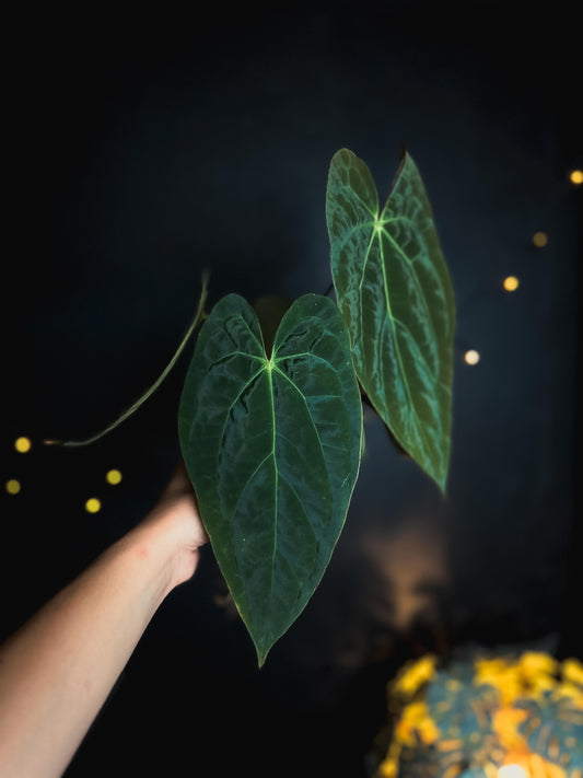 Anthurium 'JINBE' ('Dark Moon' x Papillilaminum)