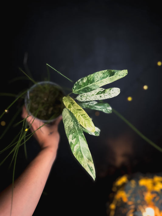 Epipremnum giganteum marble / mint
