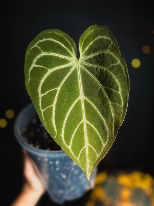 Anthurium Magnificum 'Jackie' Stripey - Big size