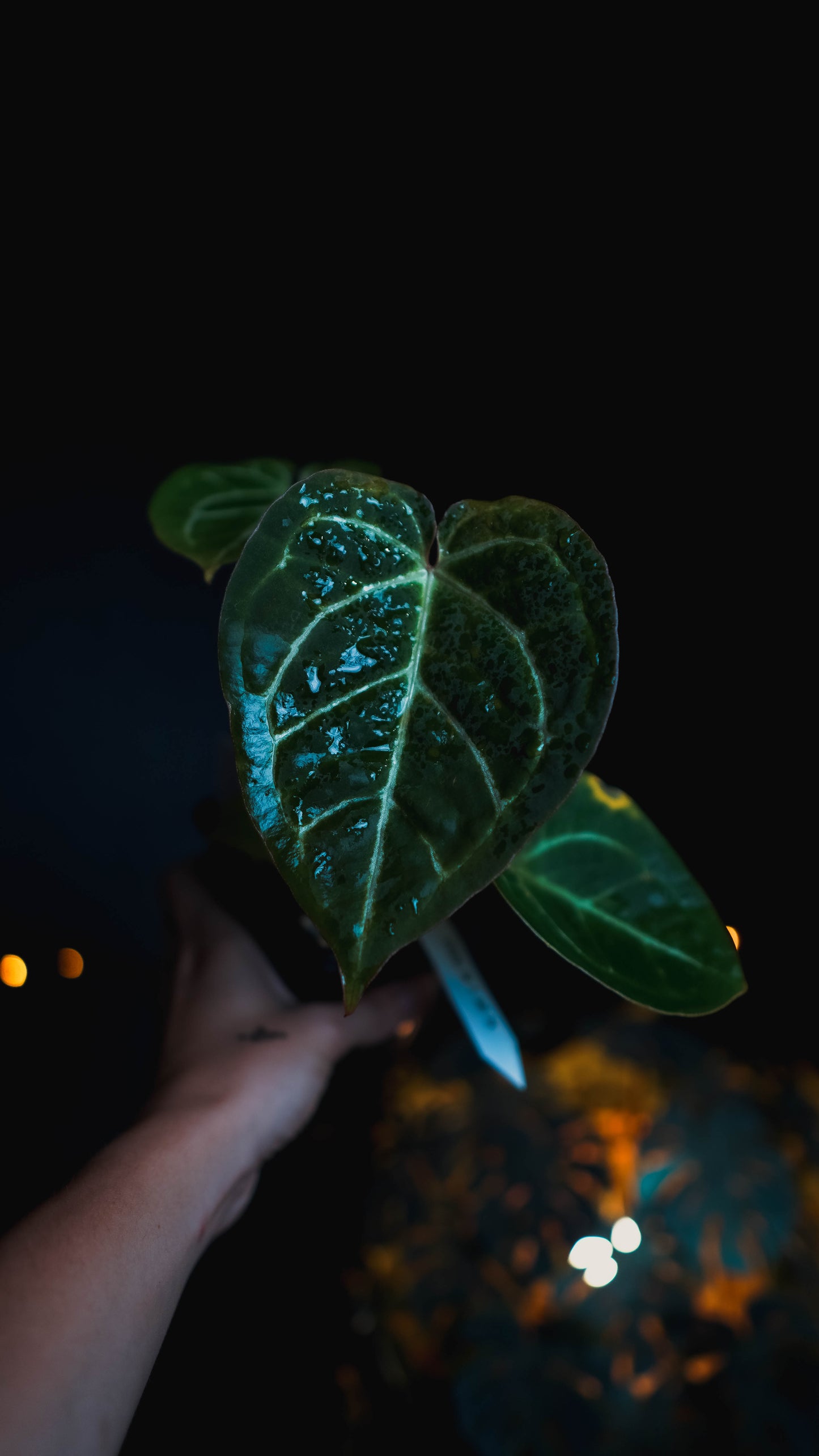 Anthurium Red Crystallinum