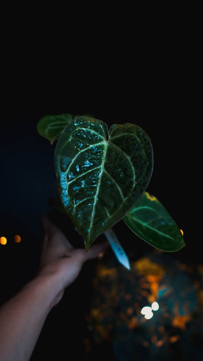 Anthurium Red Crystallinum