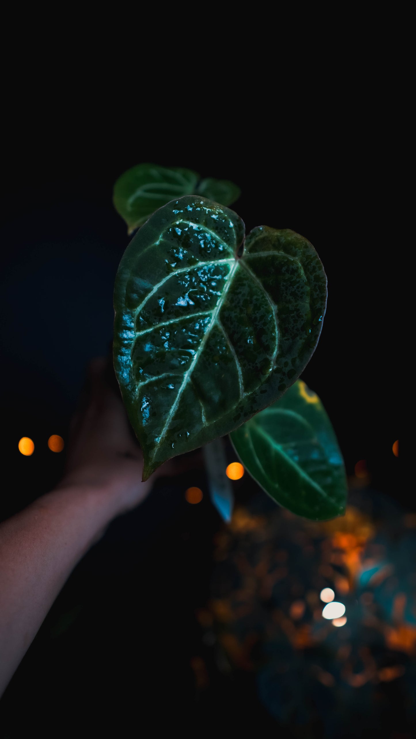 Anthurium Red Crystallinum