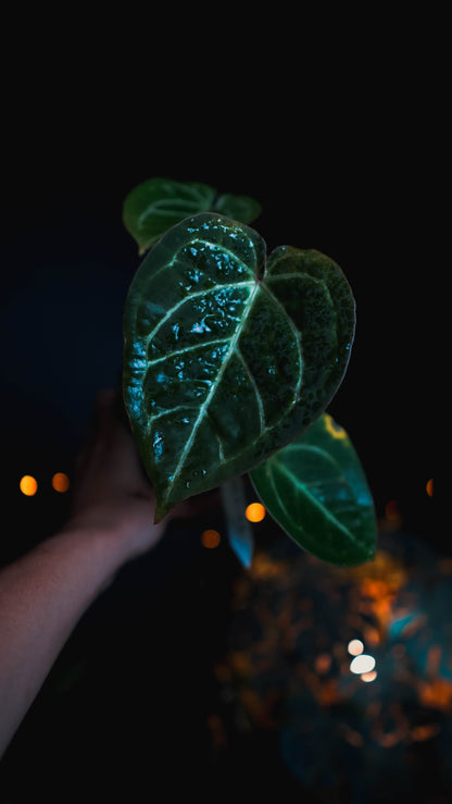 Anthurium Red Crystallinum