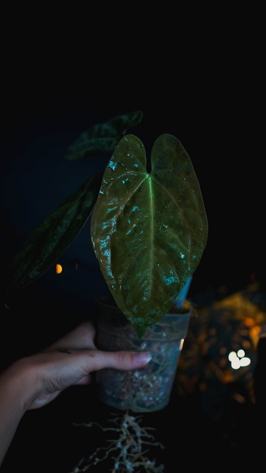 Anthurium Mahameru