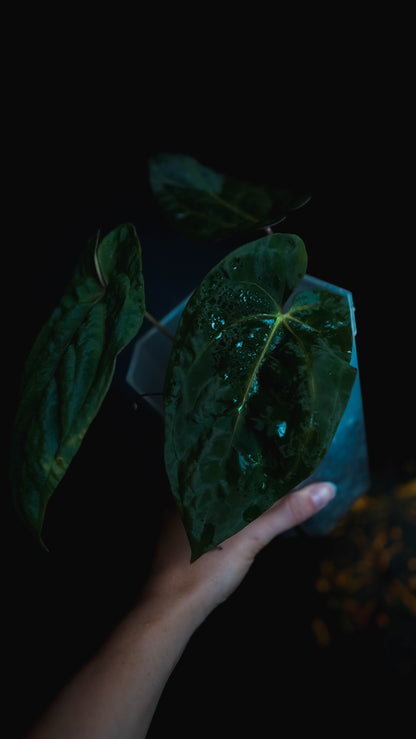 Anthurium Mahameru