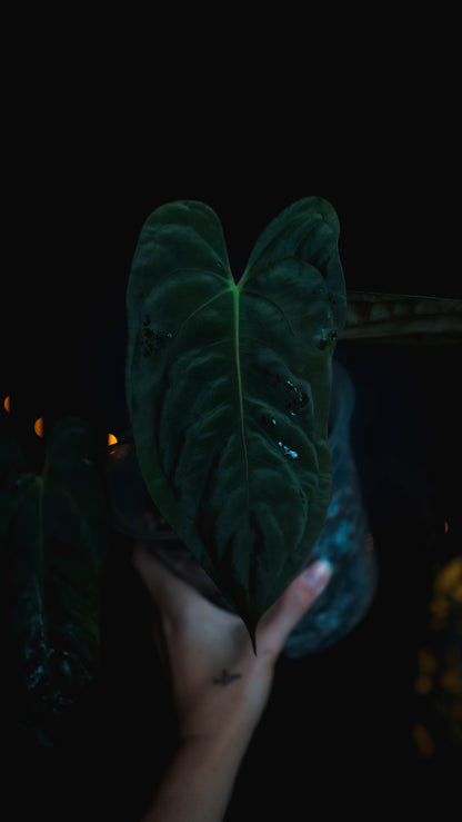 Anthurium Mahameru