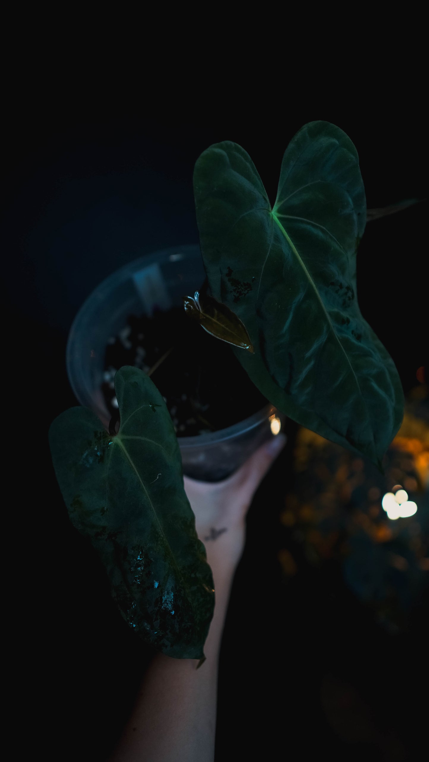 Anthurium Mahameru