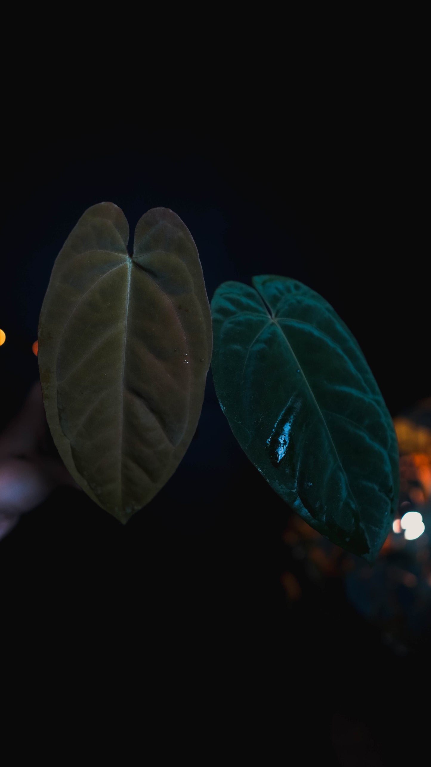 Anthurium Mahameru