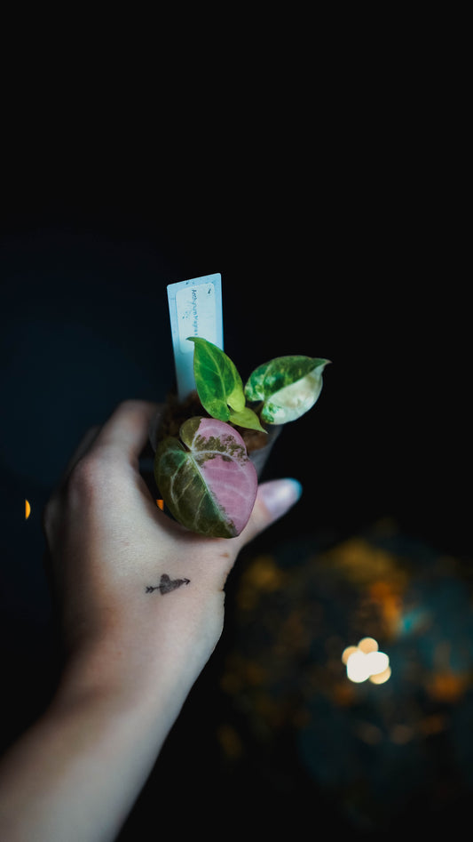 Anthurium Magna x KOS variegata