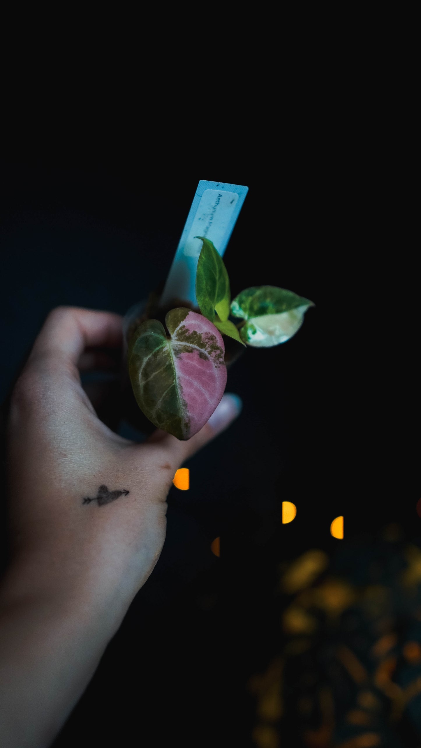Anthurium Magna x KOS variegata