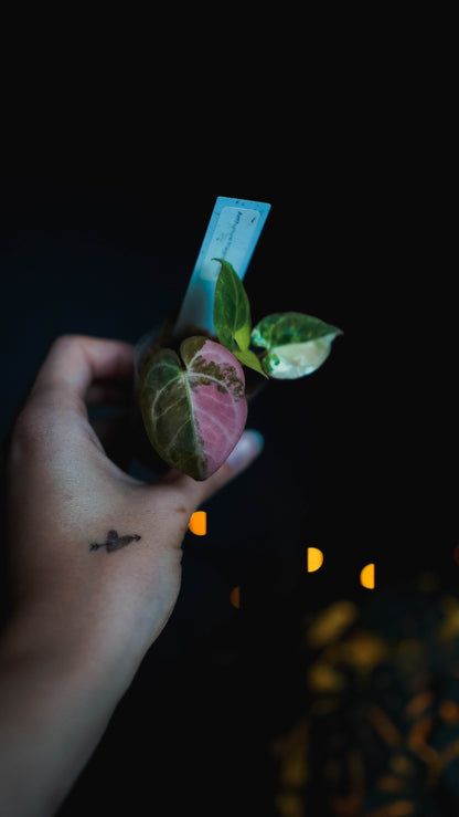 Anthurium Magna x KOS variegata