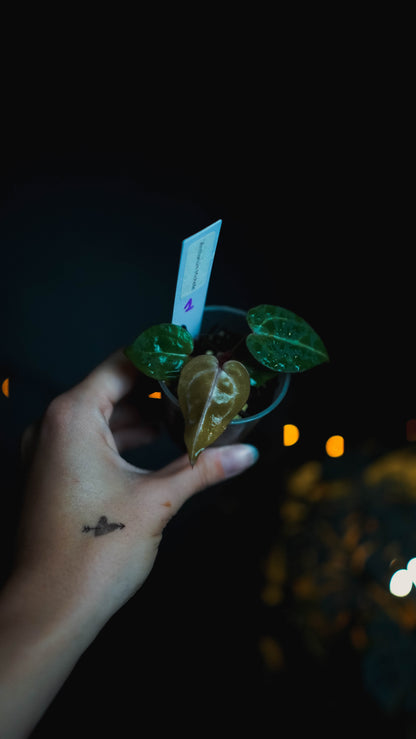 Anthurium Michelle x self