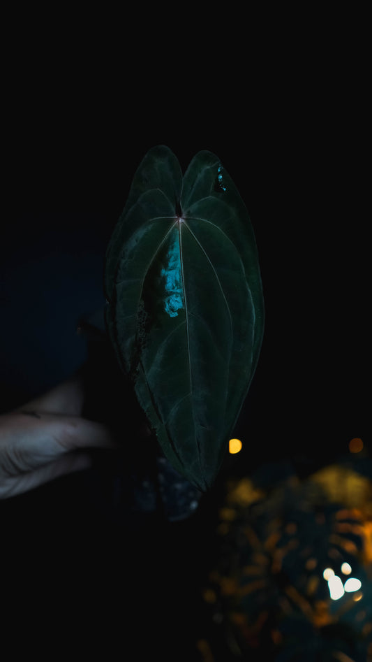 Anthurium RVDP