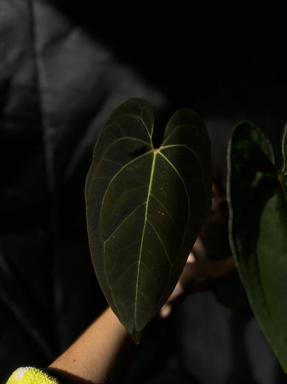 Anthurium Blue Papillilaminum (BP)