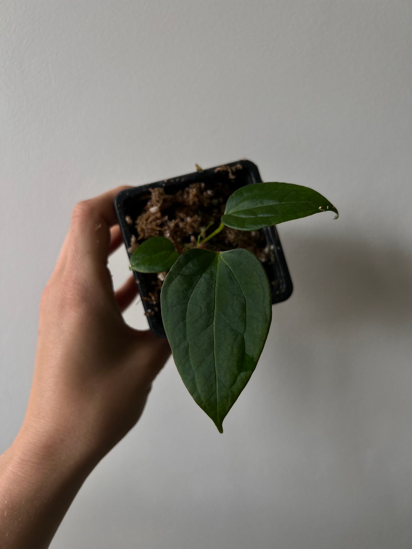 Seedling Anthurium Cronos