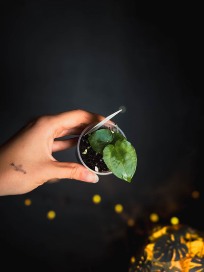 Anthurium (Debile x Papillilaminum) M2 self