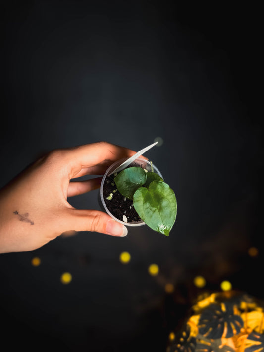 Anthurium (Debile x Papillilaminum) M2 self