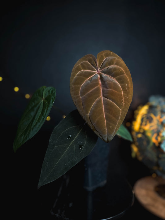 Anthurium Golden Sunrise x RVDP