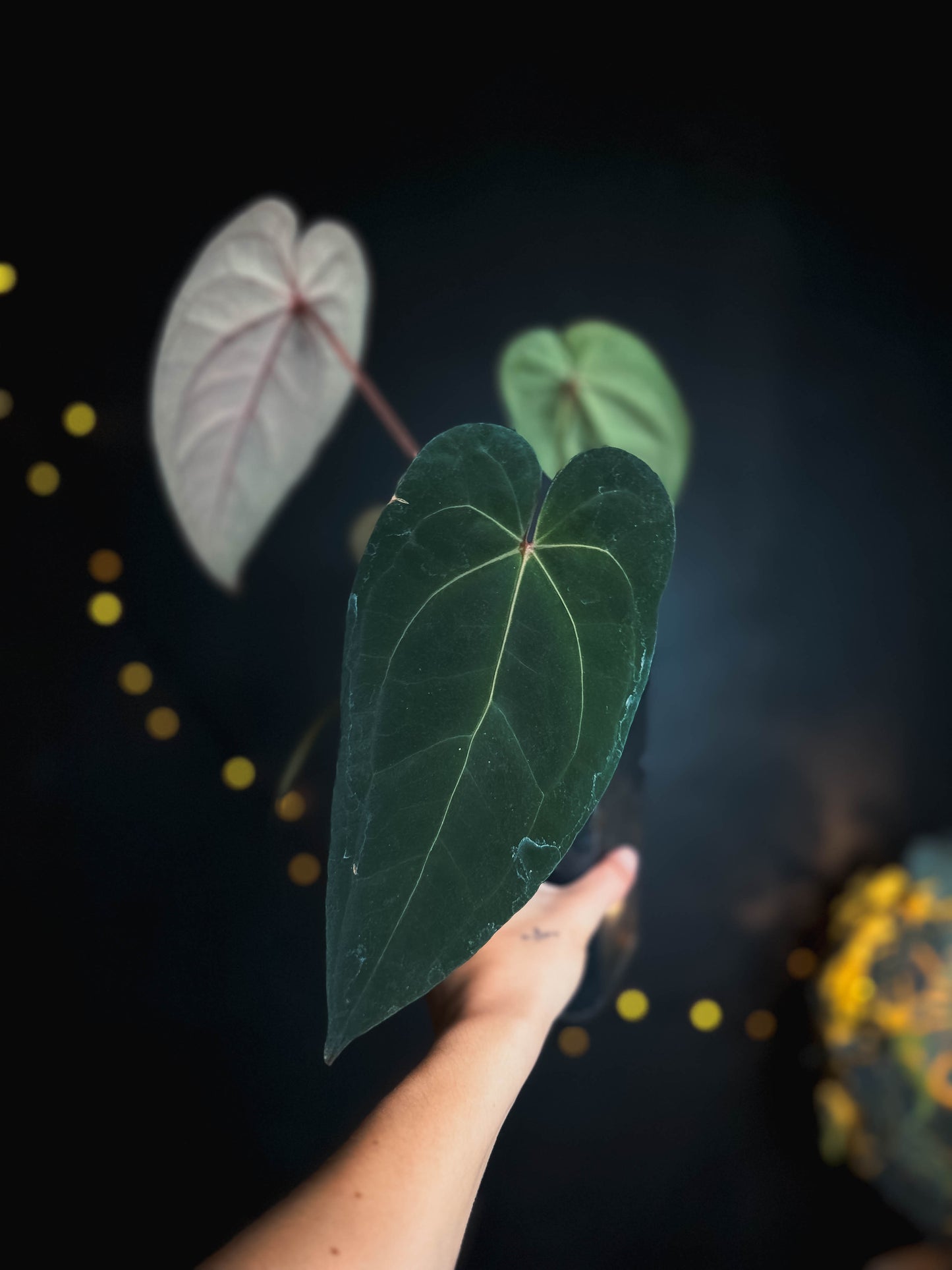 Anthurium Golden Sunrise x RVDP