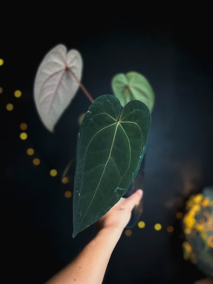 Anthurium Golden Sunrise x RVDP