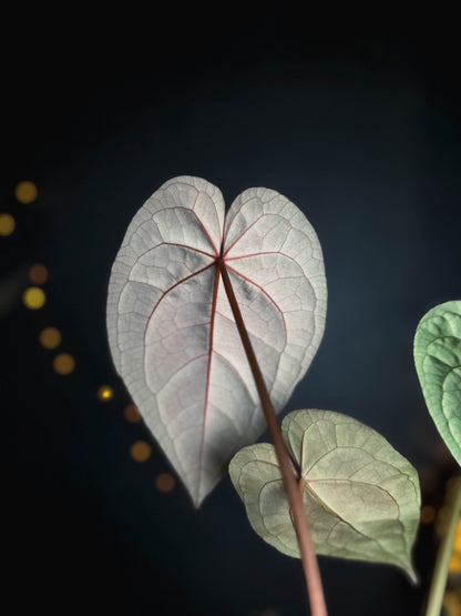 Anthurium Golden Sunrise x RVDP