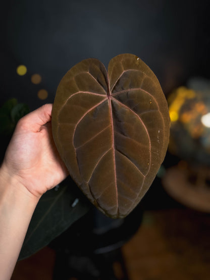 Anthurium Golden Sunrise x RVDP