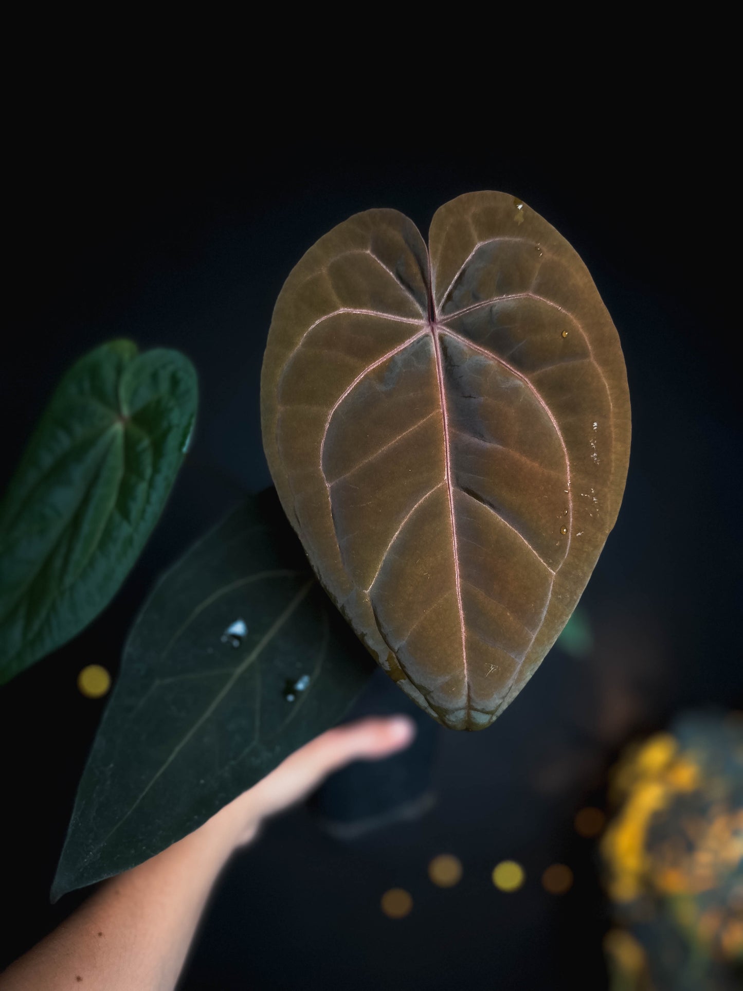 Anthurium Golden Sunrise x RVDP