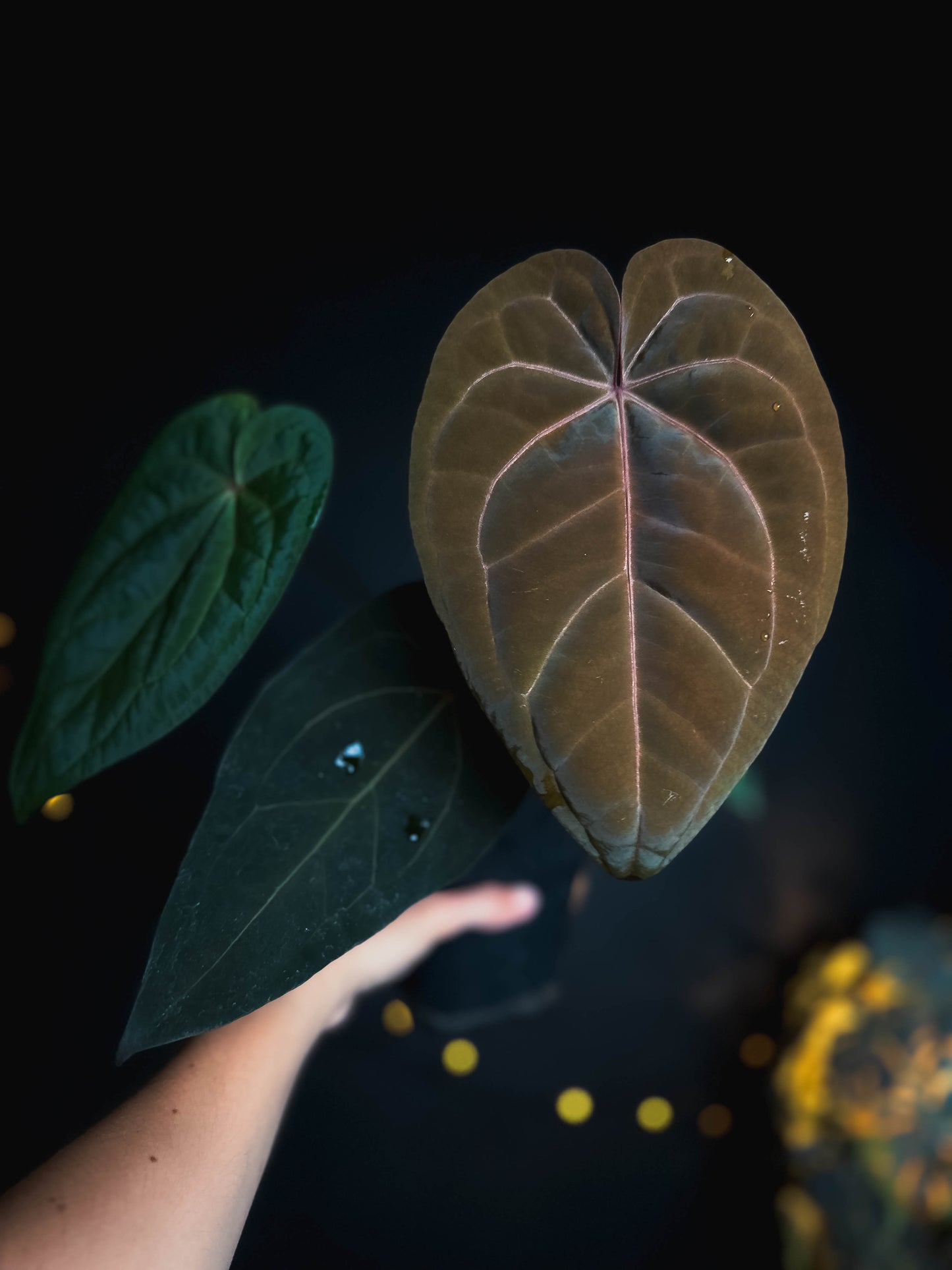 Anthurium Golden Sunrise x RVDP