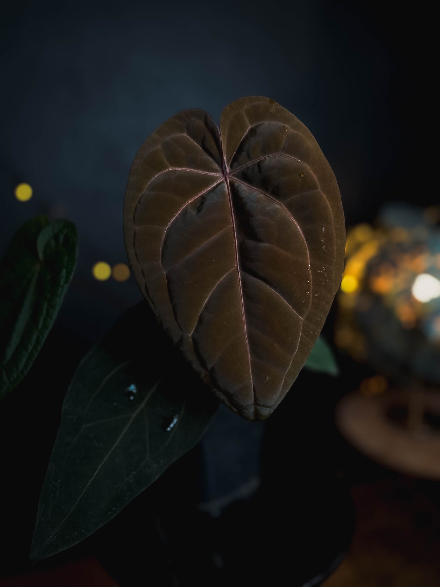 Anthurium Golden Sunrise x RVDP