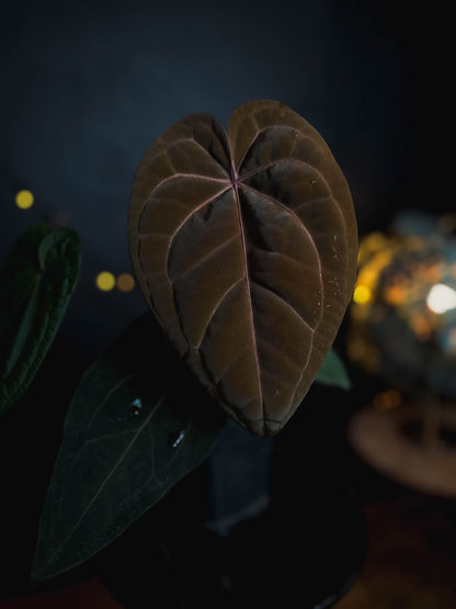 Anthurium Golden Sunrise x RVDP