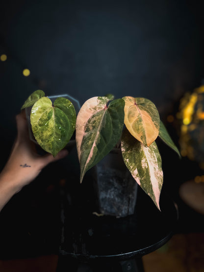 Anthurium Golden Sunrise x RVDP variegated