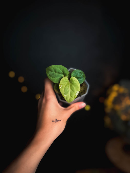 Anthurium Kunayalense PM5 x PM3 clone