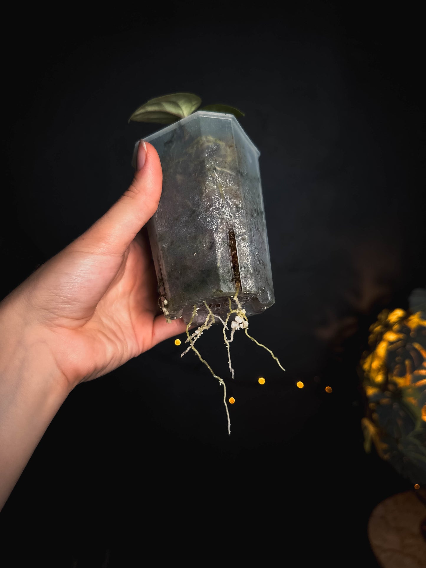 Anthurium Kunayalense PM5 x PM3 clone