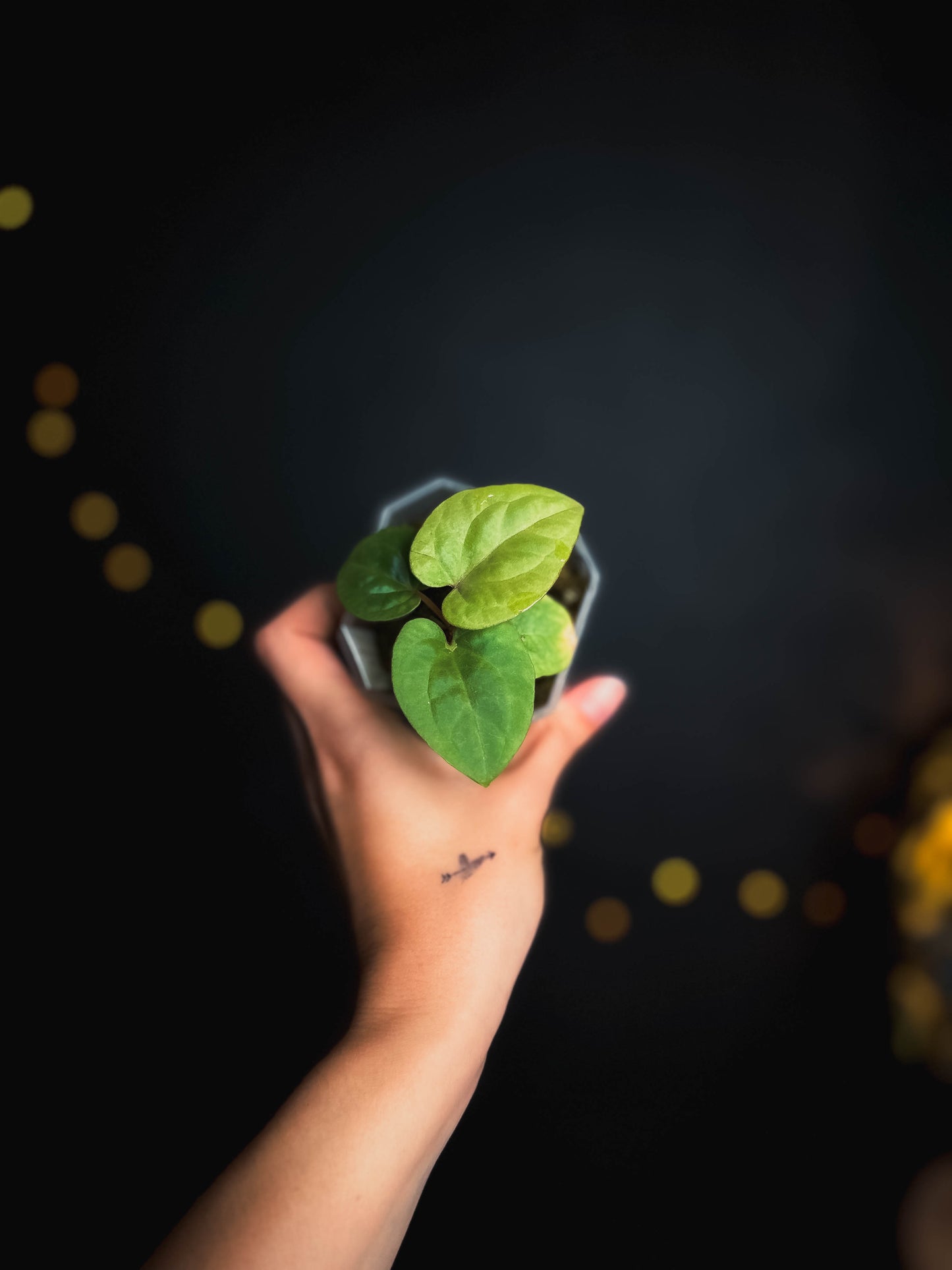 Anthurium Kunayalense PM5 x PM3 clone