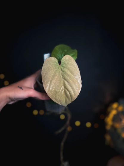 Anthurium Kunayalense PM5 x PM3 clone