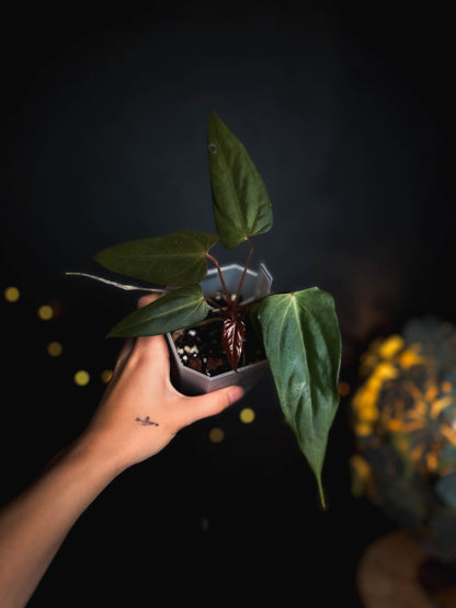 Anthurium Black Sweet