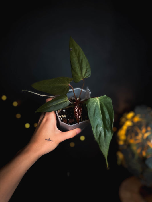Anthurium Black Sweet