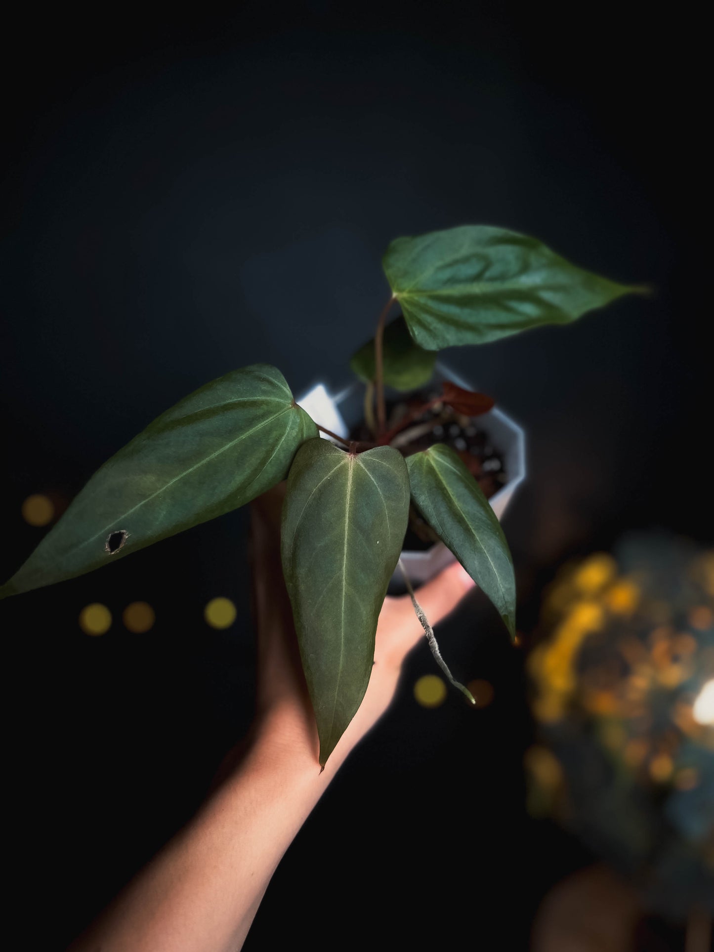 Anthurium Black Sweet
