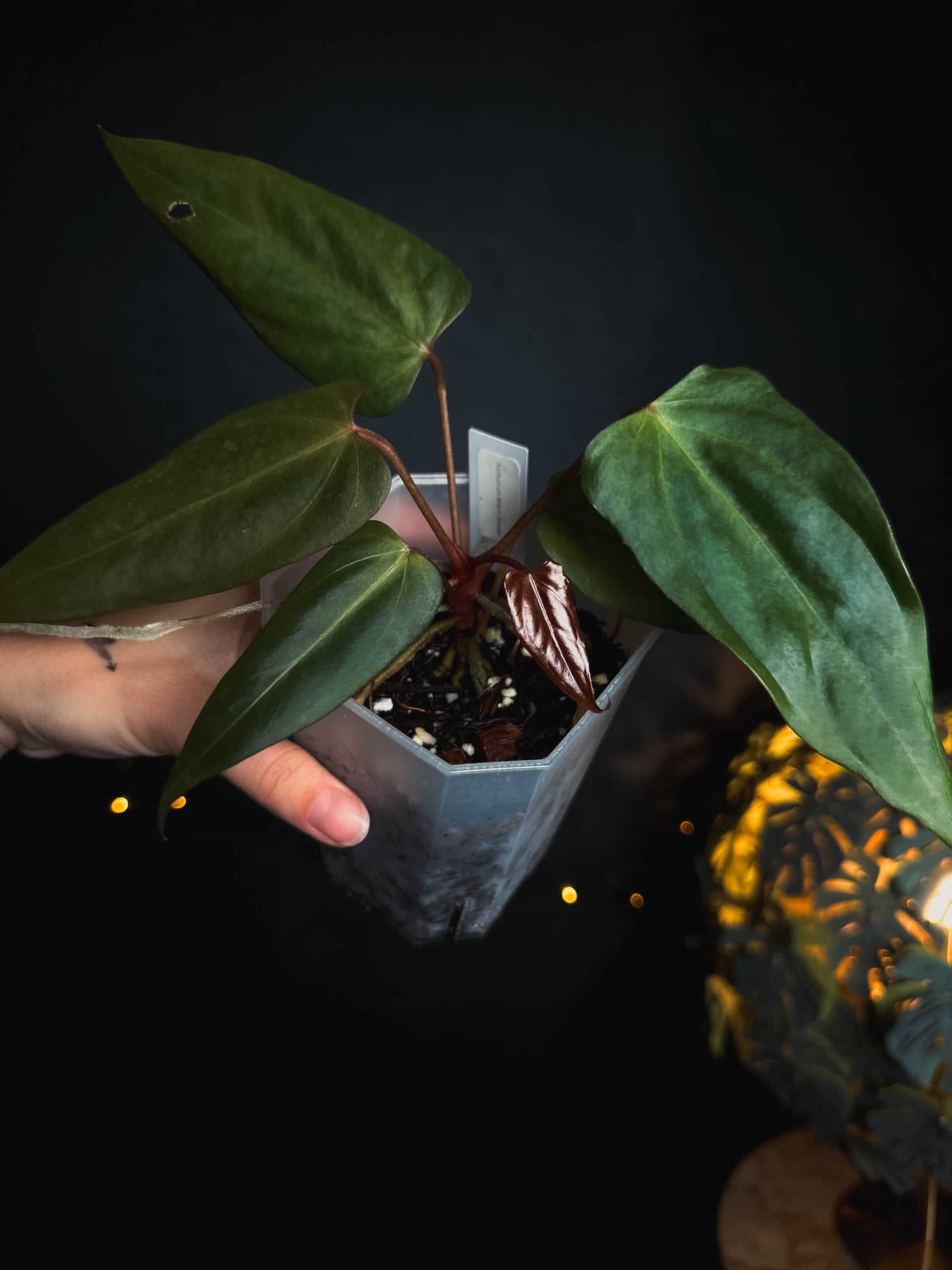 Anthurium Black Sweet