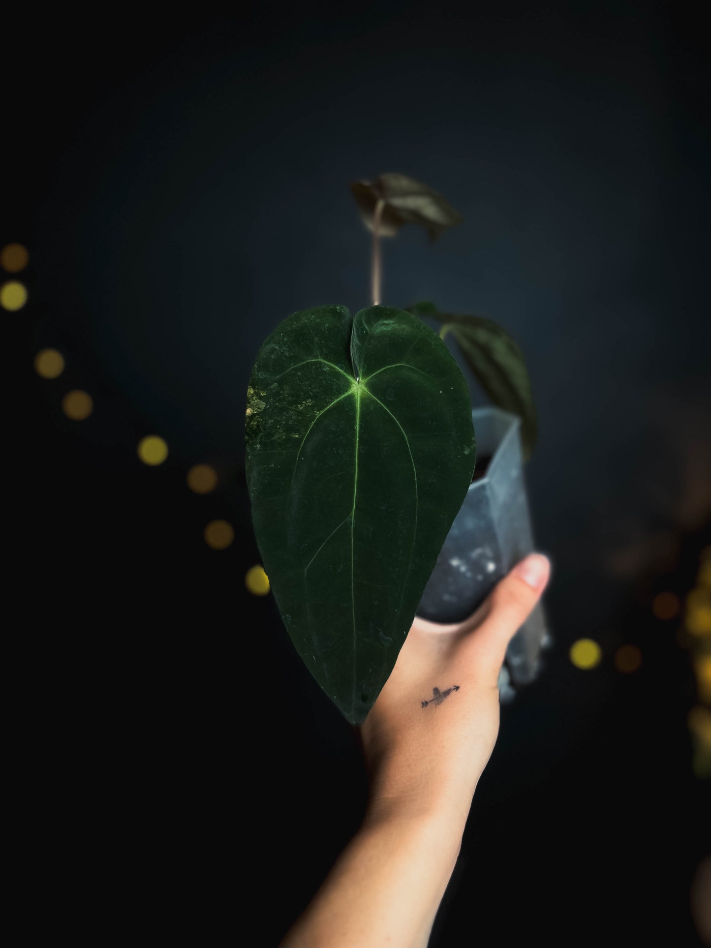 Anthurium Papillilaminum x Gunayala varigated