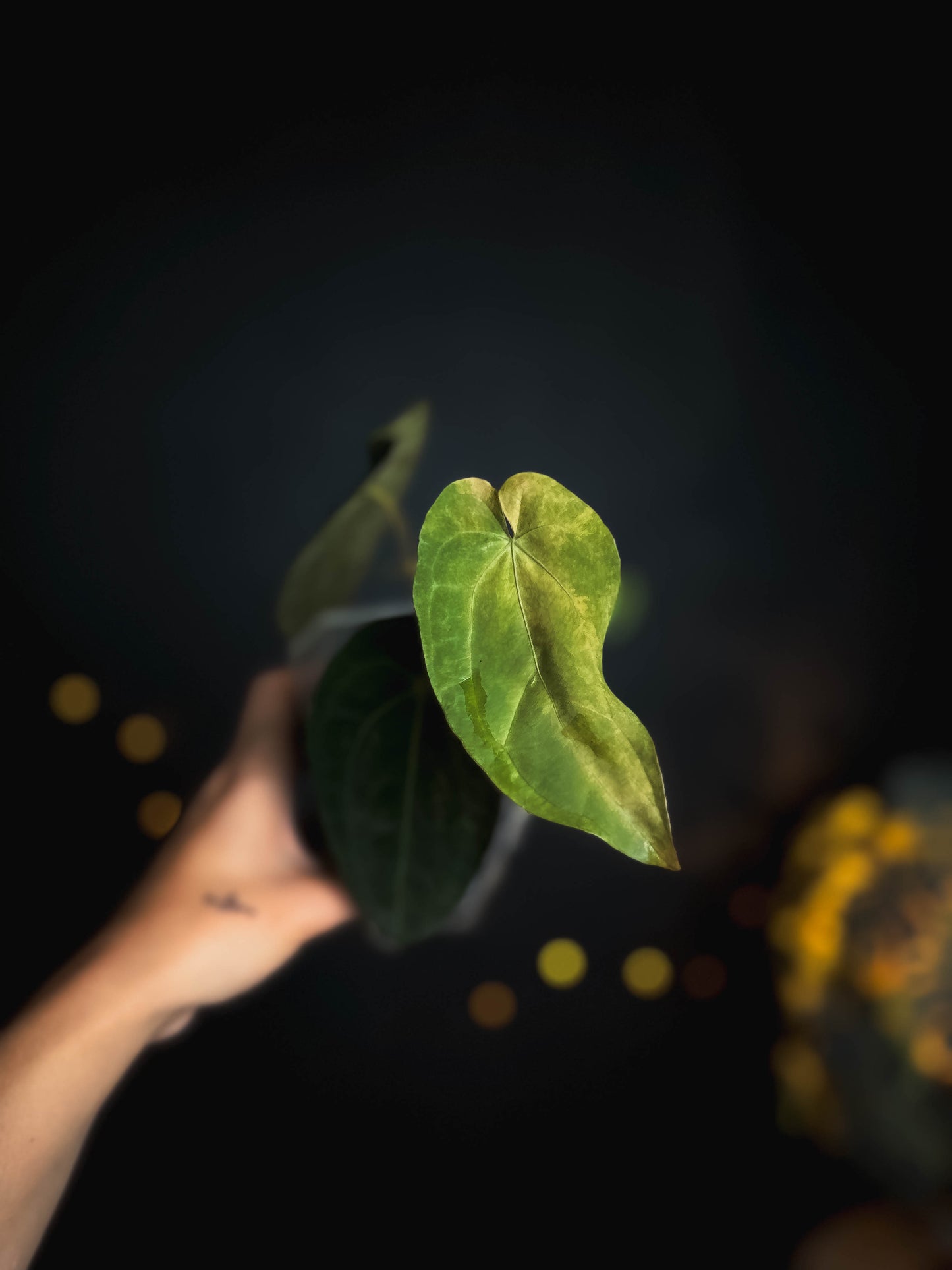 Anthurium Papillilaminum x Gunayala varigated