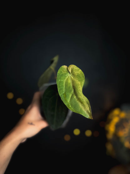 Anthurium Papillilaminum x Gunayala varigated