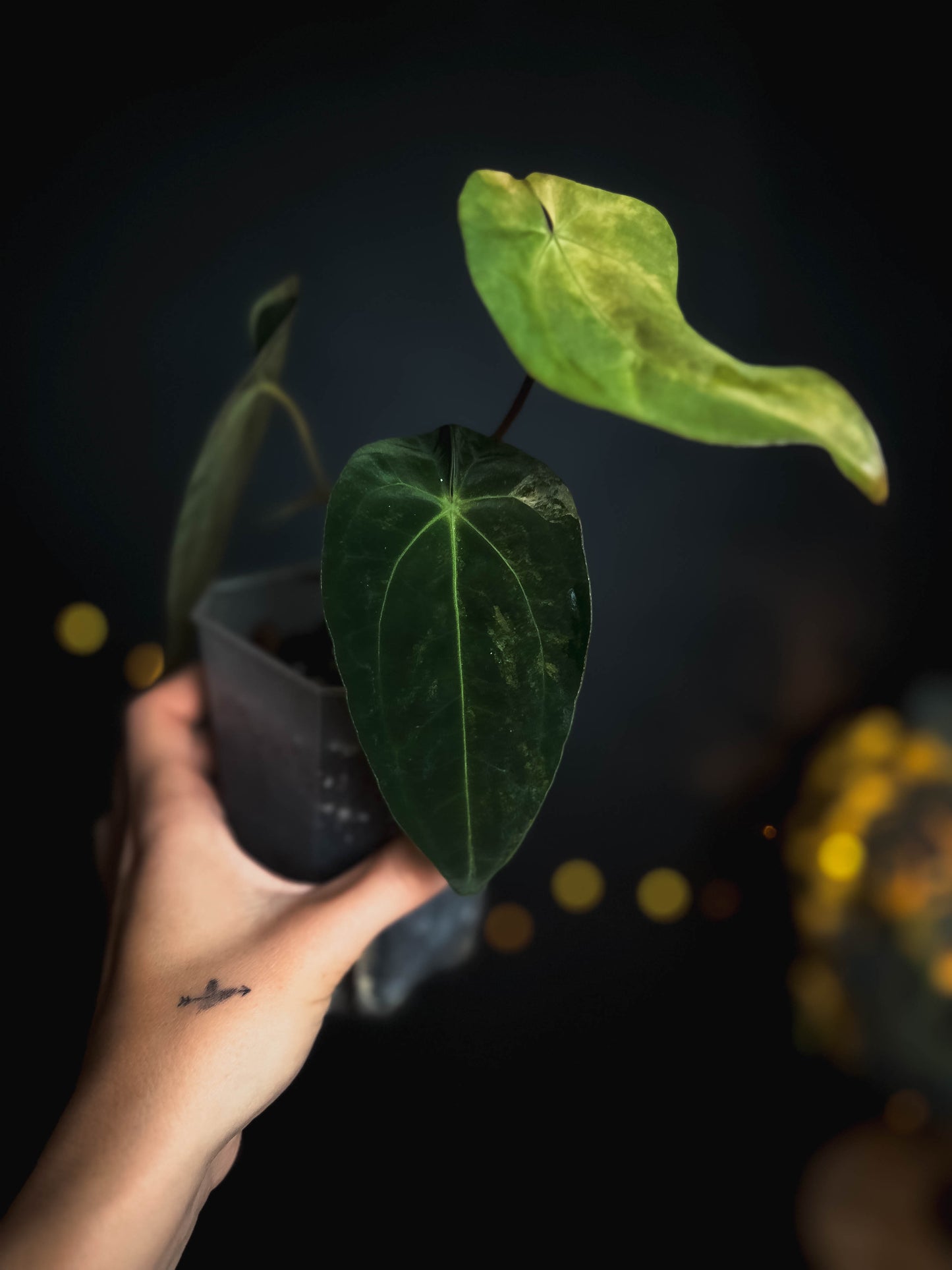 Anthurium Papillilaminum x Gunayala varigated