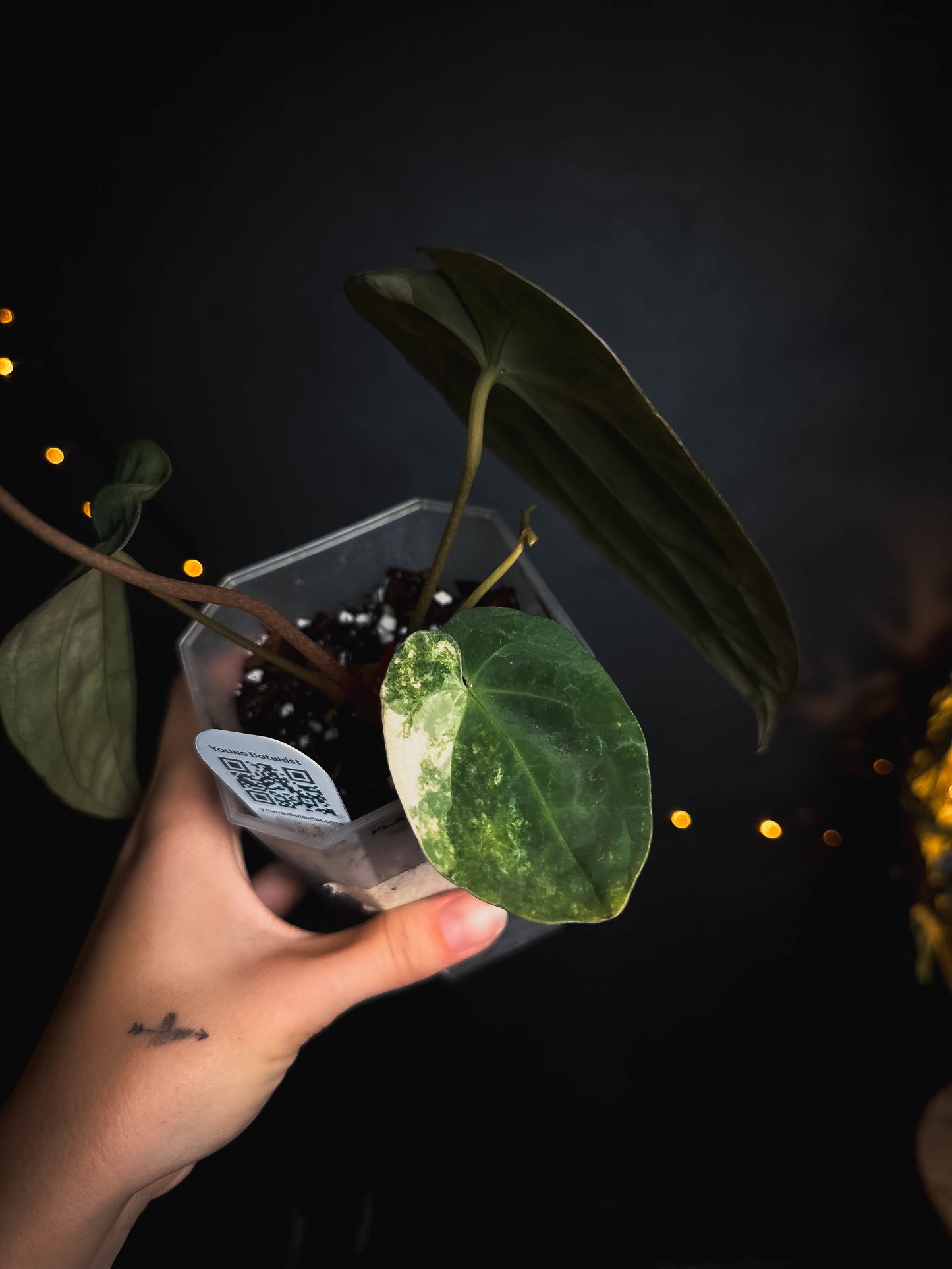 Anthurium Papillilaminum x Gunayala varigated