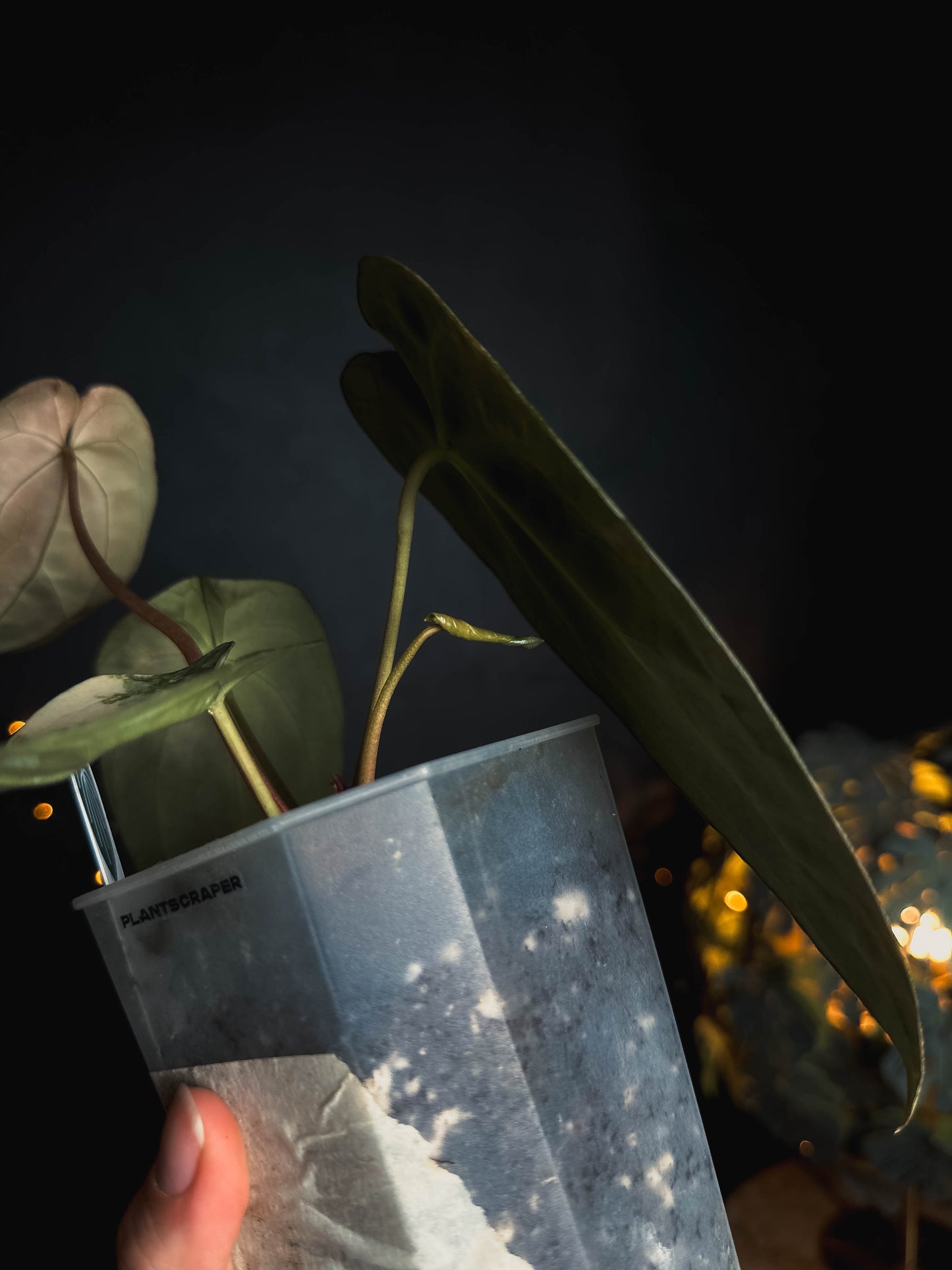 Anthurium Papillilaminum x Gunayala varigated