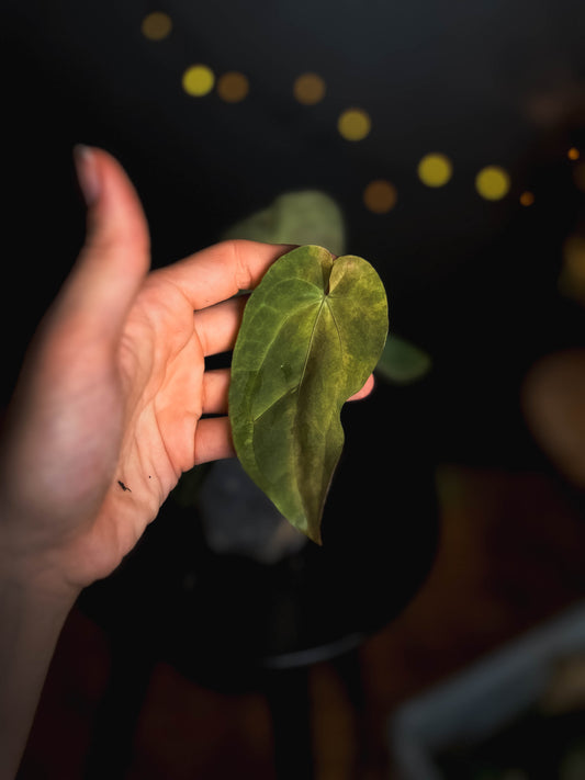 Anthurium Papillilaminum x Gunayala varigated