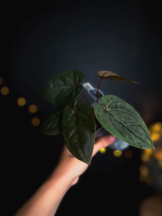 Anthurium Bloodmoon