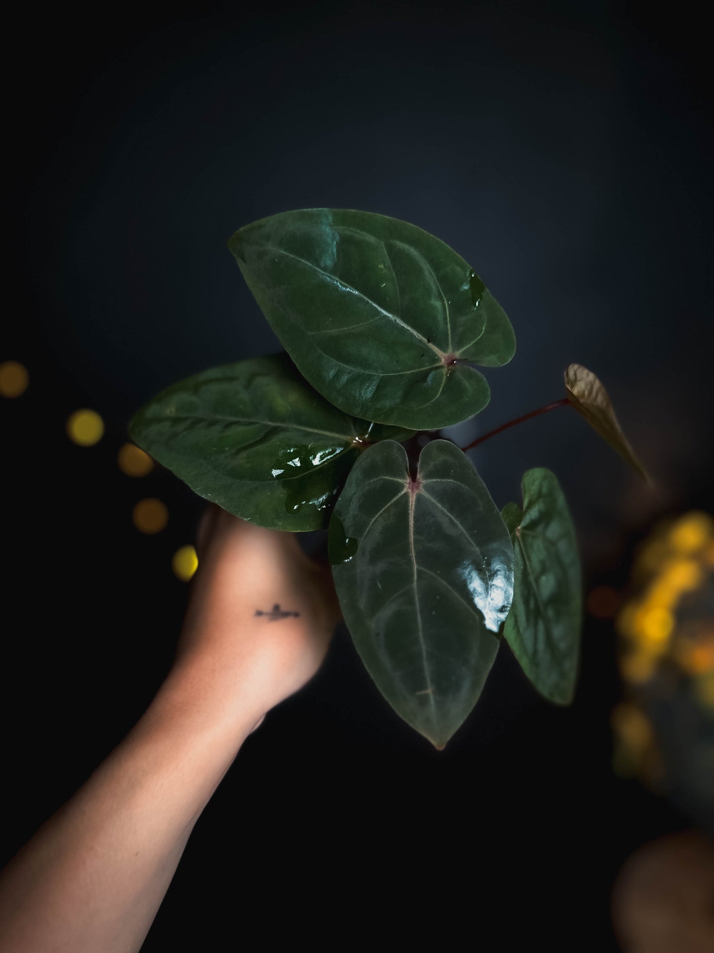 Anthurium Bloodmoon